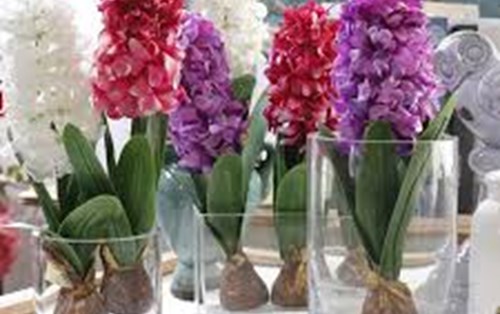 GROWING HYACINTHS FOR TET HOLIDAYS
